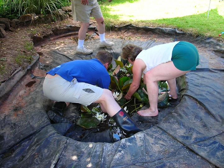 DSCN0926.JPG - Heres where the hard work starts.. removal of the water-lilly plant.